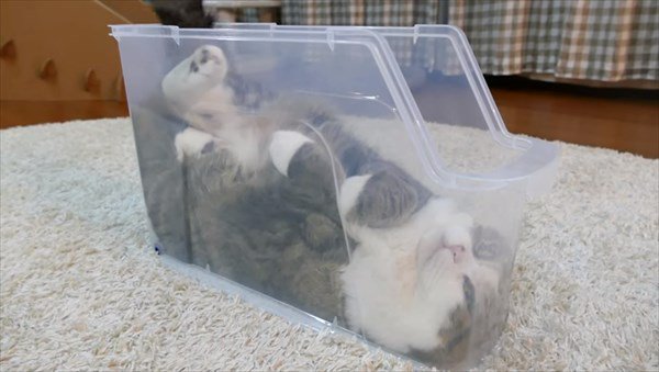 ガルちゃん猫カフェ☆2号店