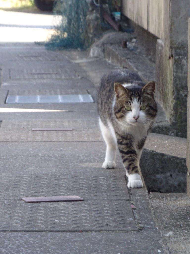 ガルちゃん猫カフェ☆2号店