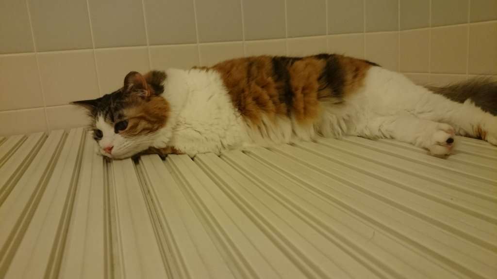 ガルちゃん猫カフェ☆2号店