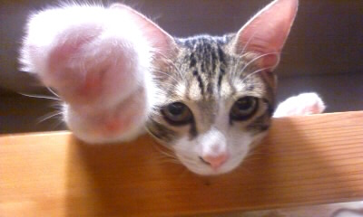 ガルちゃん猫カフェ☆2号店