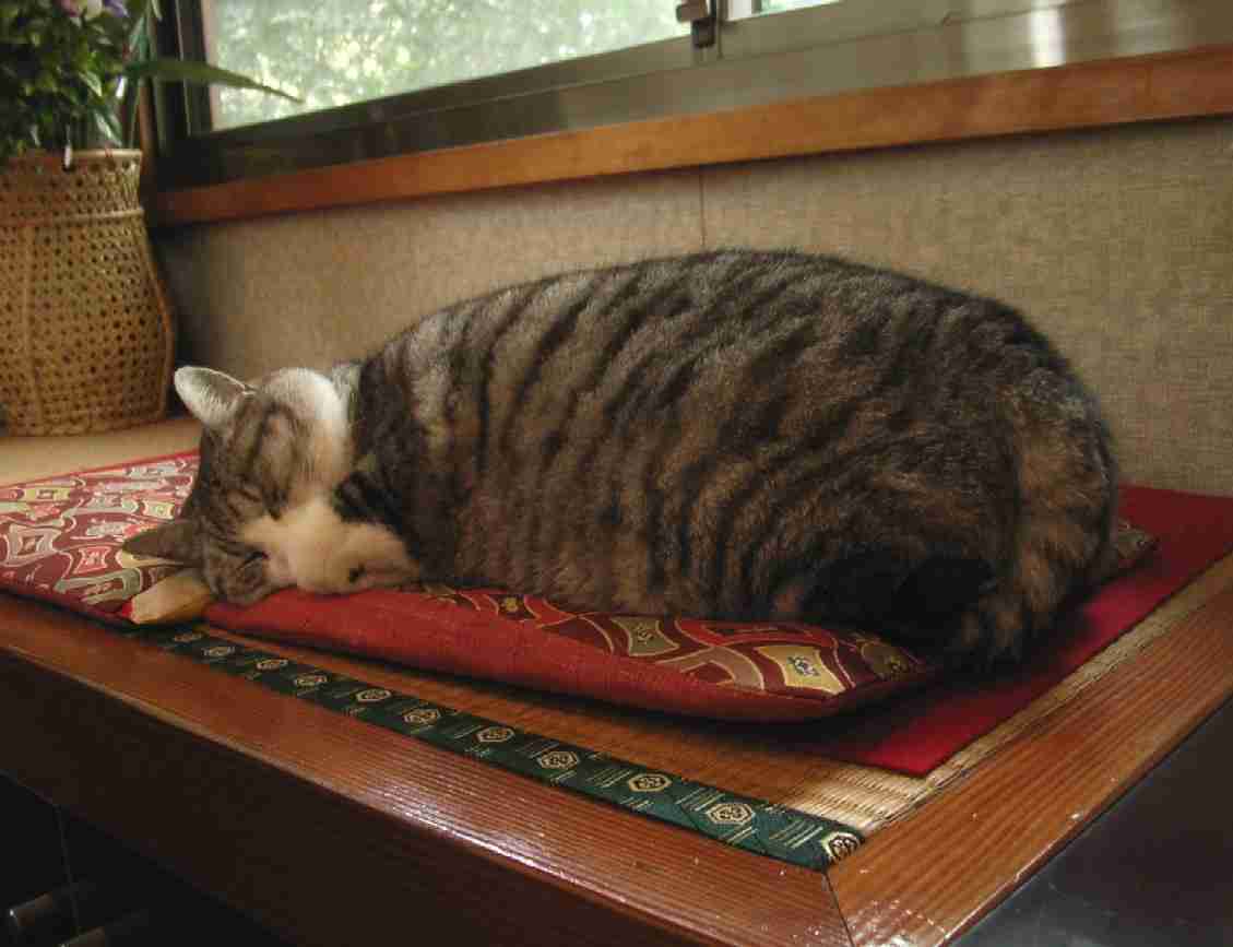 ガルちゃん猫カフェ☆2号店