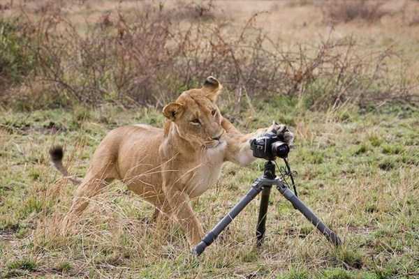 想像以上に過酷だった…動物写真家の努力と苦悩が一瞬でわかる画像