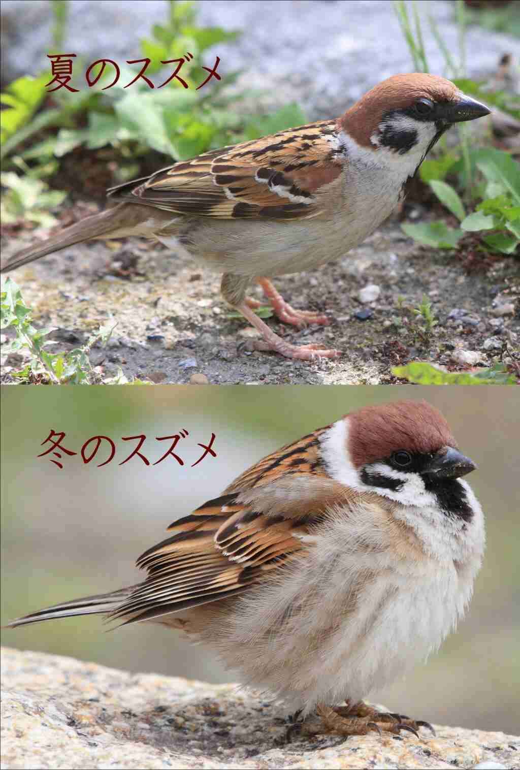 スズメ、ツバメ等の、巣づくりエピソード☆