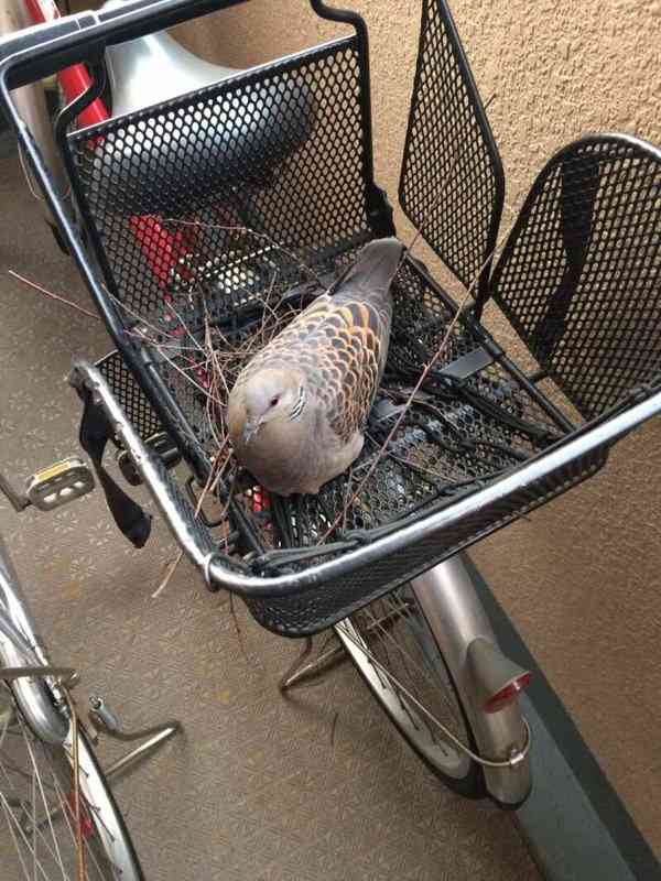 スズメ、ツバメ等の、巣づくりエピソード☆