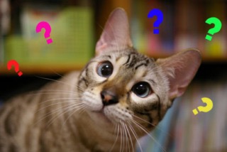 トレンディエンジェル斎藤司、かつらで男前説実証!? ソナーポケットのMV出演