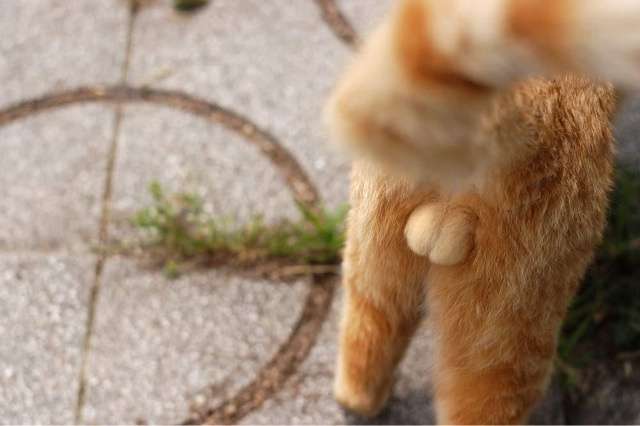 みんなが大好きな香り教えて