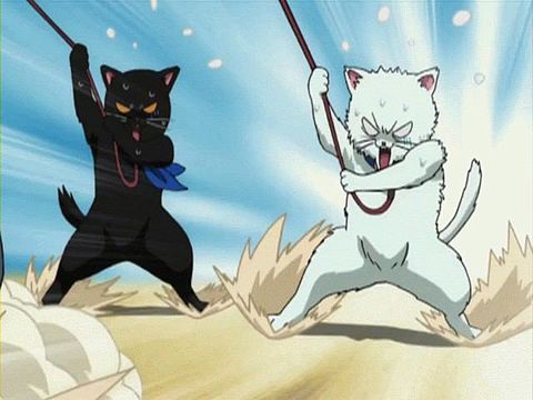 「銀魂‼︎」好きな人