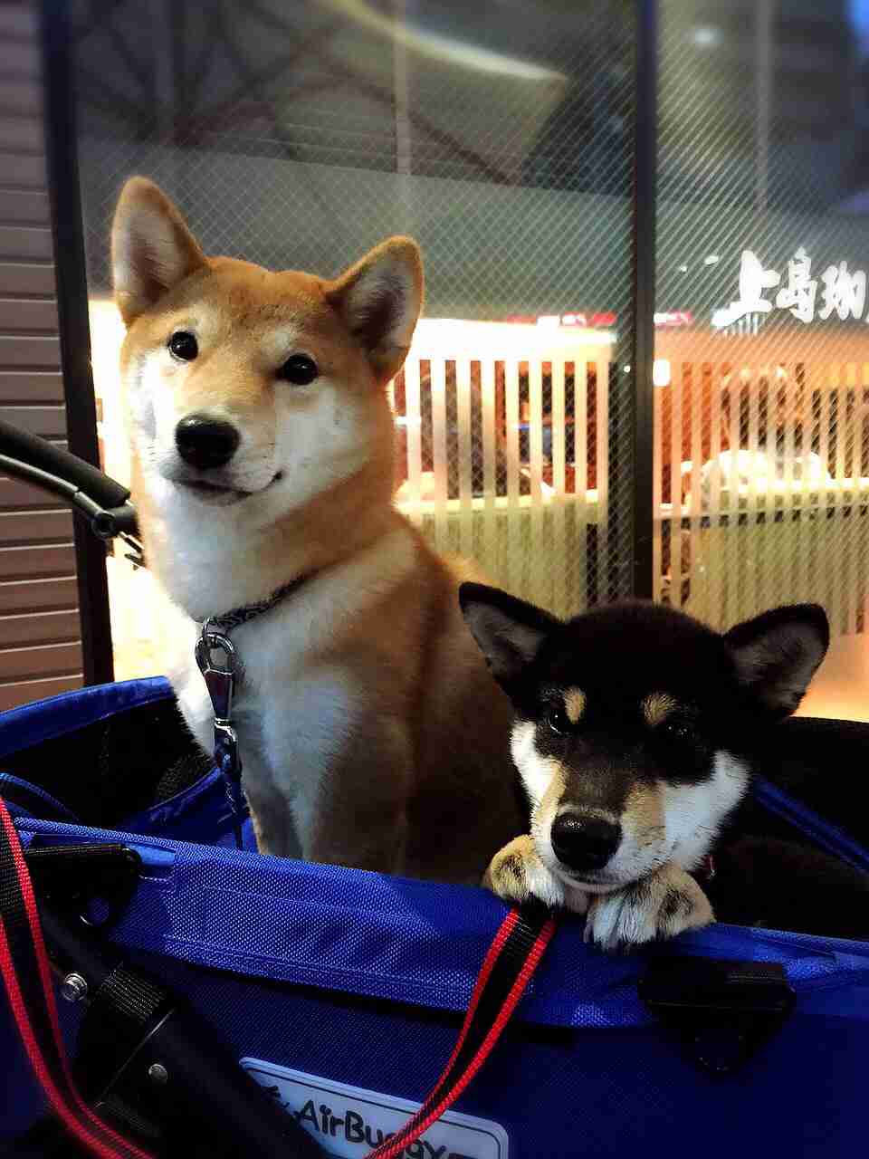 ペットを飼って変わったこと