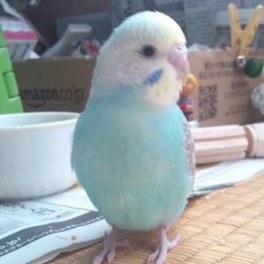 ペットを飼って変わったこと