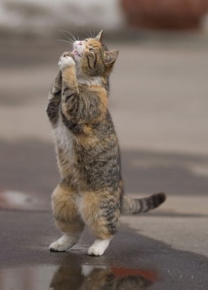 ペットを飼って変わったこと