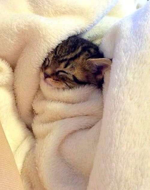 ペットを飼って変わったこと