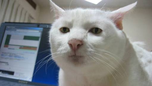 ペットを飼って変わったこと