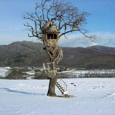 ツリーハウスの画像が集まるトピ