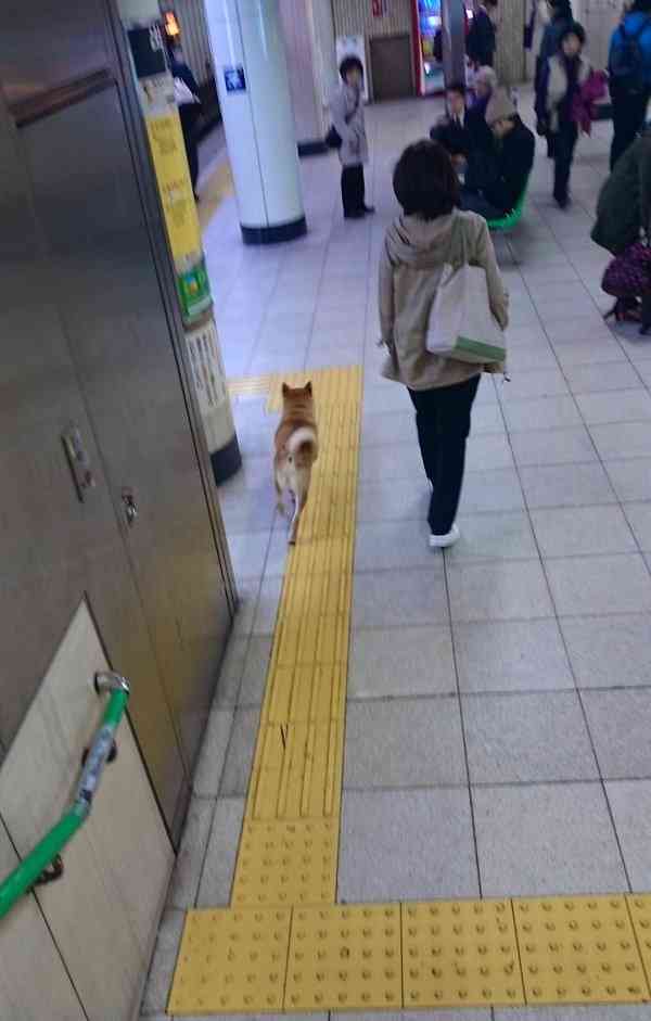 犬とネコ、飼うならどっち？