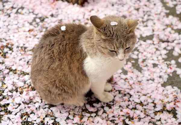 犬とネコ、飼うならどっち？