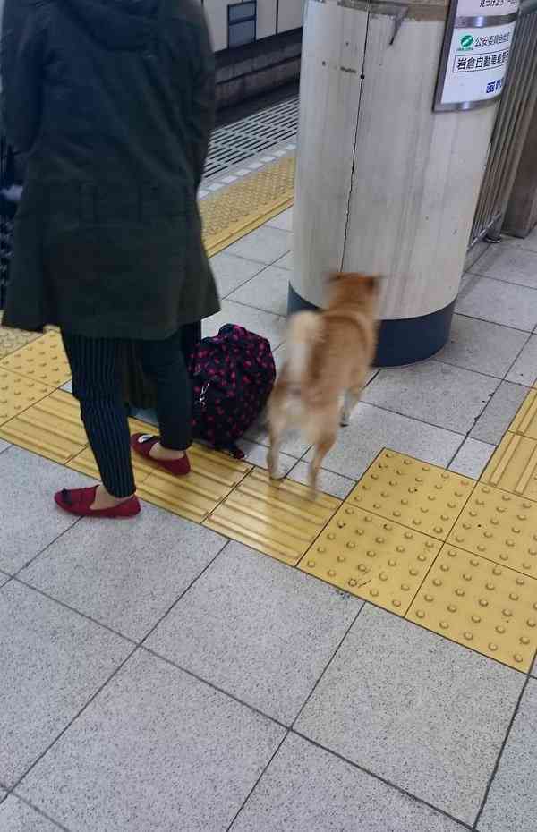 犬とネコ、飼うならどっち？