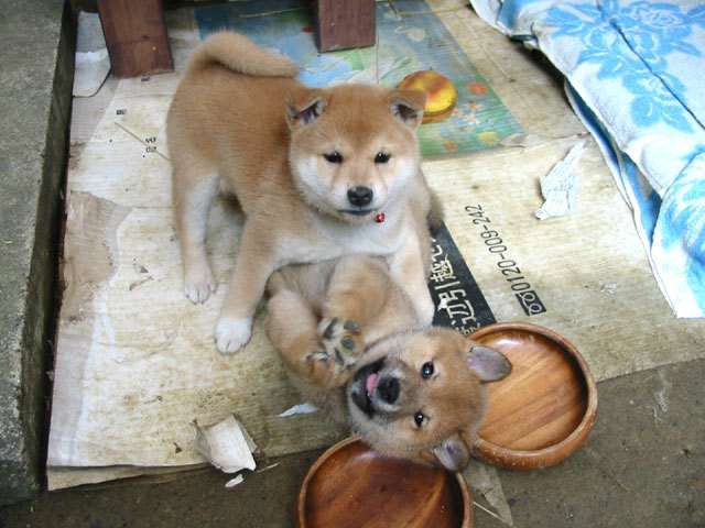 死ぬまでに一度は見たいものありますか？