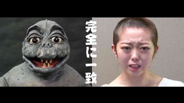 芸能人・有名人に似た動物