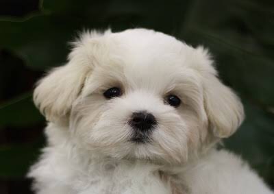芸能人・有名人に似た動物