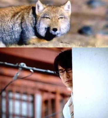 芸能人・有名人に似た動物