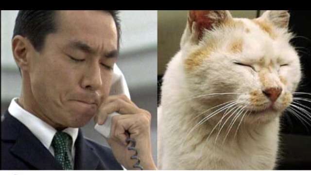 芸能人・有名人に似た動物