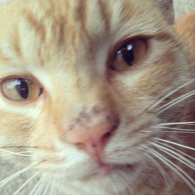 芸能人・有名人に似た動物
