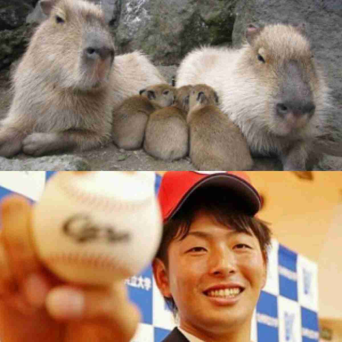 芸能人・有名人に似た動物