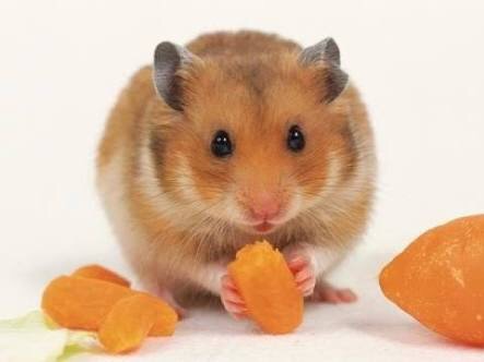芸能人・有名人に似た動物