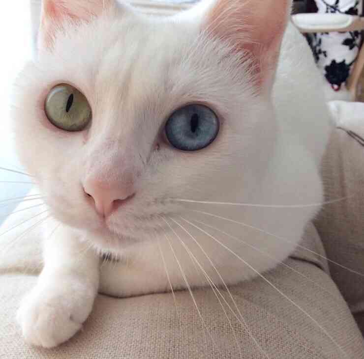 芸能人・有名人に似た動物