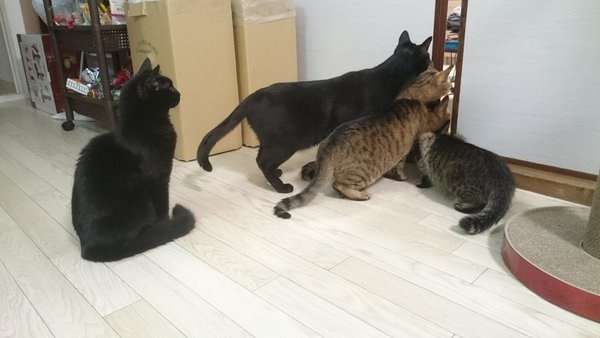 掃除機が怖いけど気になるネコたちが可愛いと話題にｗ