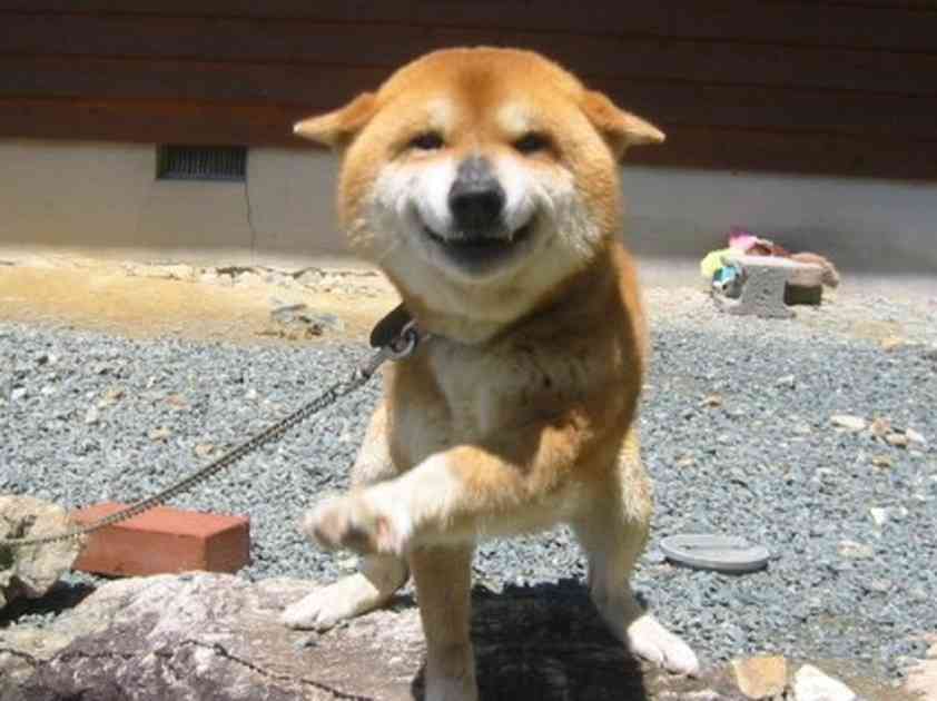 犬、猫の鬱病について。