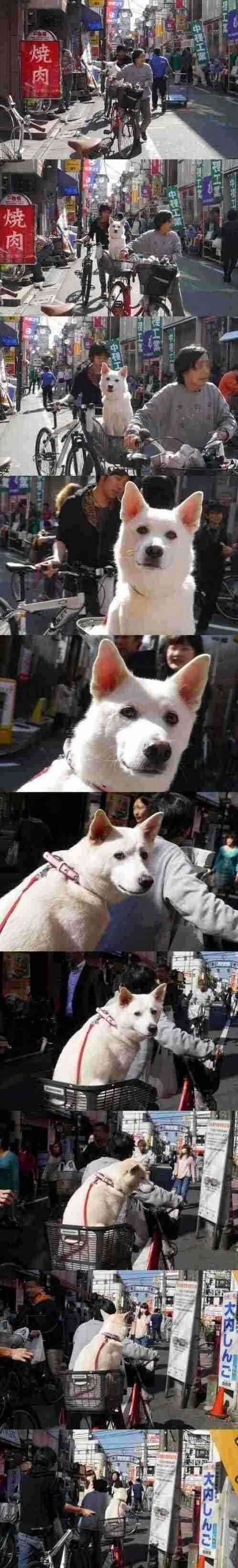 犬、猫の鬱病について。