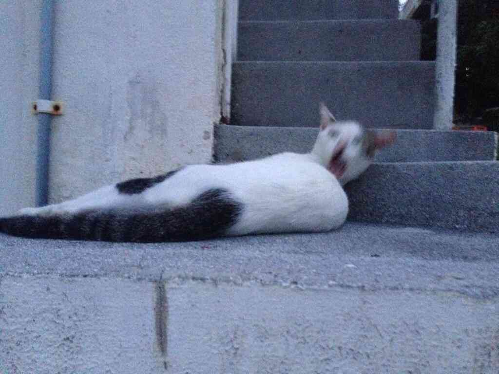 出掛ける時のペットの反応は?