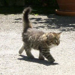 ペットを飼ったらつけたい名前は?
