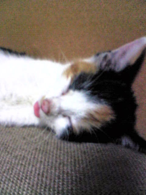 ペットを飼ったらつけたい名前は?