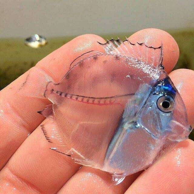 レアだと思う画像を貼るトピ