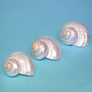 シェルモチーフ好きな方
