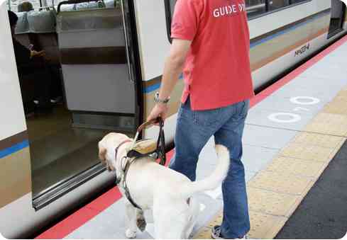 盲導犬「汚れる」と乗車拒否…運輸局、タクシー会社処分 