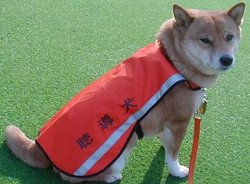 盲導犬「汚れる」と乗車拒否…運輸局、タクシー会社処分 