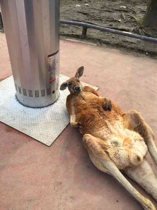 自分を画像で表現するトピ