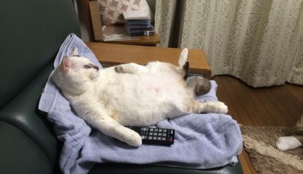 自分を画像で表現するトピ
