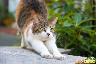 バッグの中身