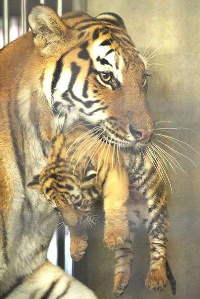  死体遺棄罪に問われた被告が仰天の供述「北川景子に負けたくなかった」