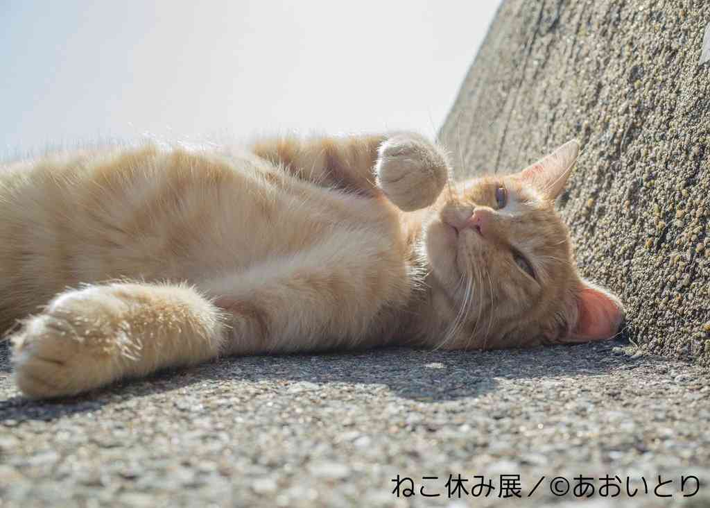 ガルちゃん猫カフェ☆３号店オープンしました♪ 