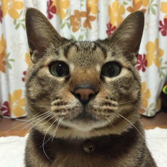 ガルちゃん猫カフェ☆３号店オープンしました♪ 