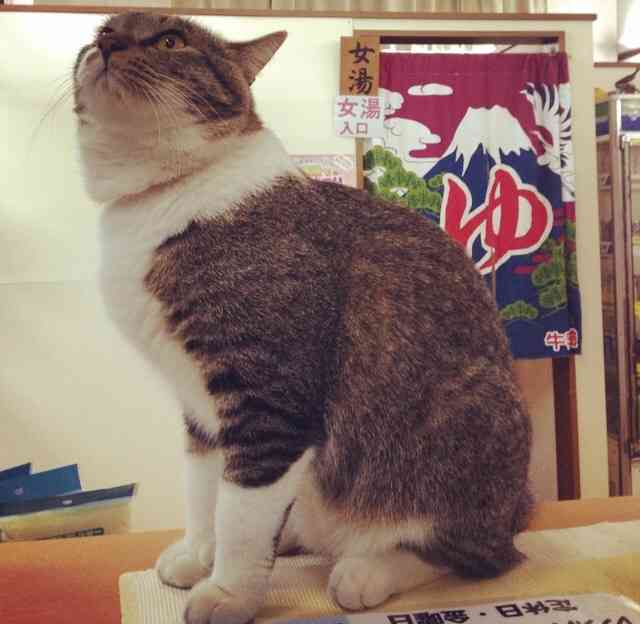 ガルちゃん猫カフェ☆３号店オープンしました♪ 