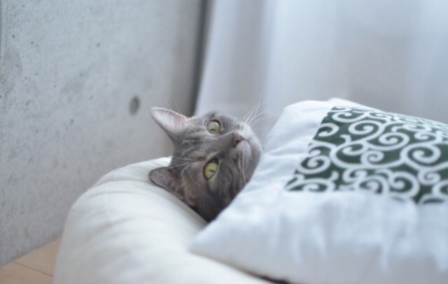 ガルちゃん猫カフェ☆３号店オープンしました♪ 