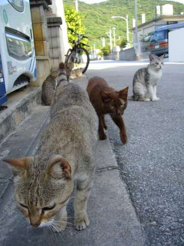 ガルちゃん猫カフェ☆３号店オープンしました♪ 