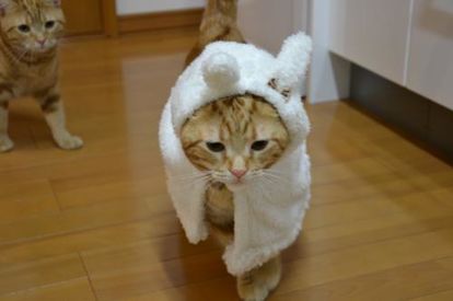 ガルちゃん猫カフェ☆３号店オープンしました♪ 