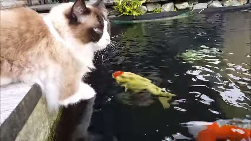ガルちゃん猫カフェ☆３号店オープンしました♪ 